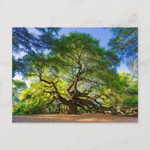Etterlik Angel Oak Tree Vykort
