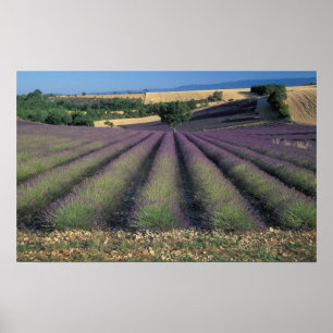 EU, Frankrike, Provence, Lavendelfält 2 Poster
