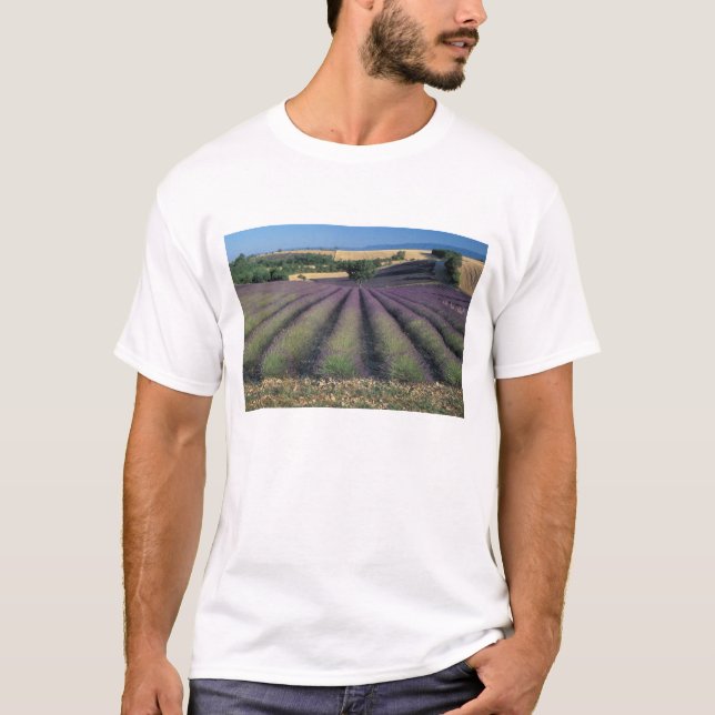 EU, Frankrike, Provence, Lavendelfält 2 Tee (Framsida)