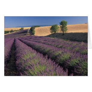 EU, Frankrike, Provence, Lavendelfält 3 Hälsningskort