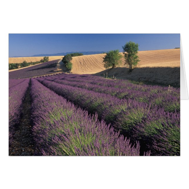 EU, Frankrike, Provence, Lavendelfält 3 Hälsningskort (Framsidan Horizontal)