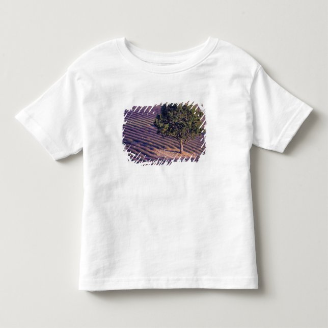 EU, Frankrike, Provence, Lavendelfält Tee Shirt (Framsida)