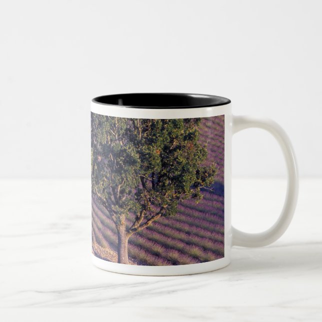 EU, Frankrike, Provence, Lavendelfält Två-Tonad Mugg (Höger)