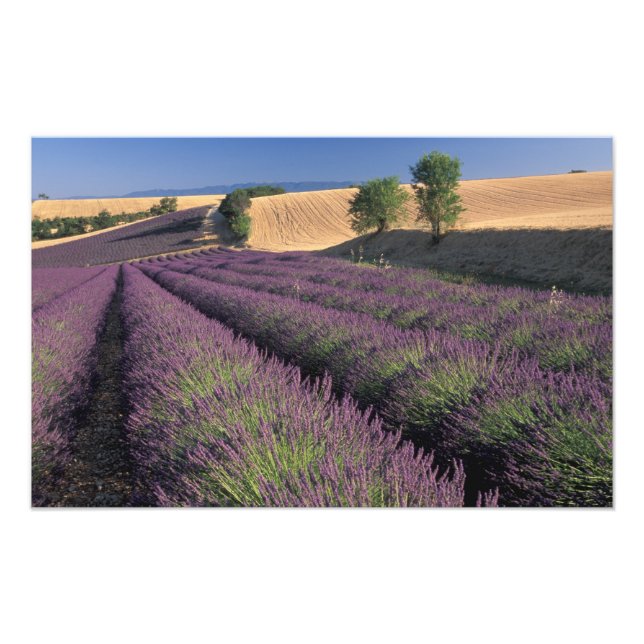 EU, Frankrike, Provence, Lavender fält 2 Fototryck (Framsidan)