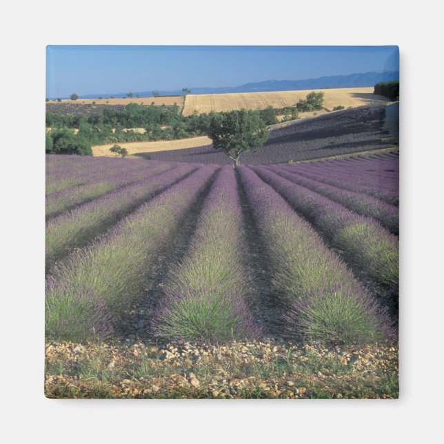 EU, Frankrike, Provence, Lavender fält 2 Magnet (Framsidan)