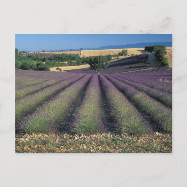 EU, Frankrike, Provence, Lavender fält 2 Vykort (Framsida)