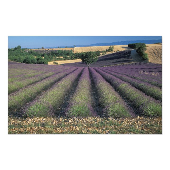 EU, Frankrike, Provence, Lavender fält Fototryck (Framsidan)