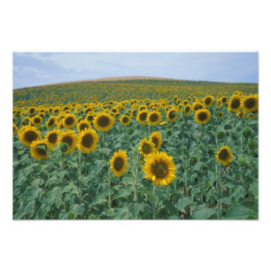 EU, Frankrike, Provence, Solfälts Fototryck