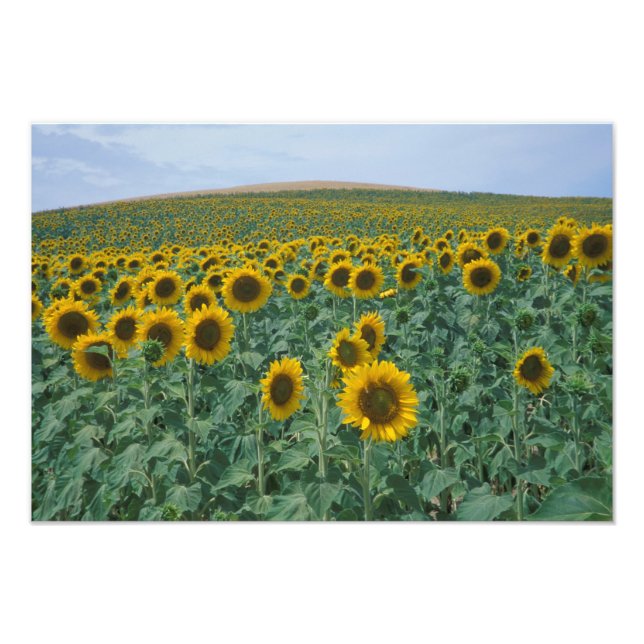 EU, Frankrike, Provence, Solfälts Fototryck (Framsidan)