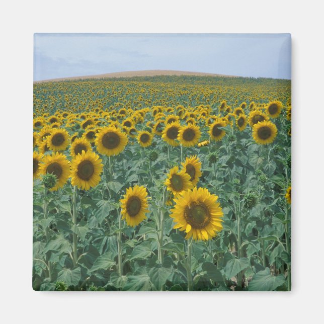 EU, Frankrike, Provence, Solfälts Magnet (Framsidan)