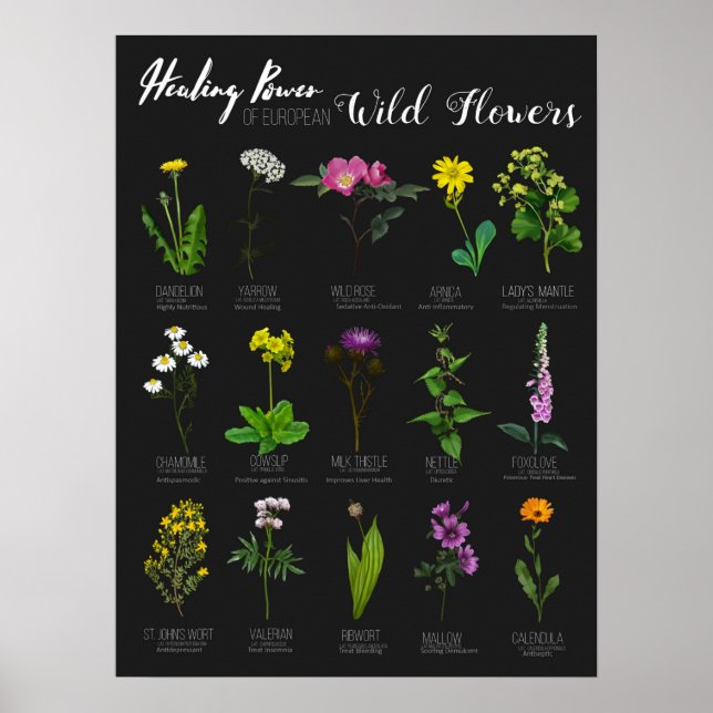 EU-Vildens värmeeffekt Herbology Poster (Framsidan)