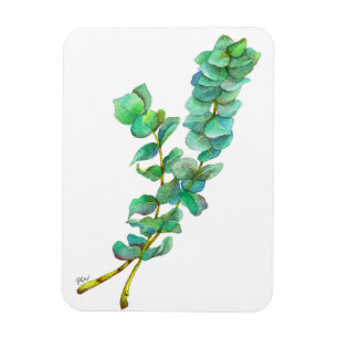Eucalyptus 01 magnet