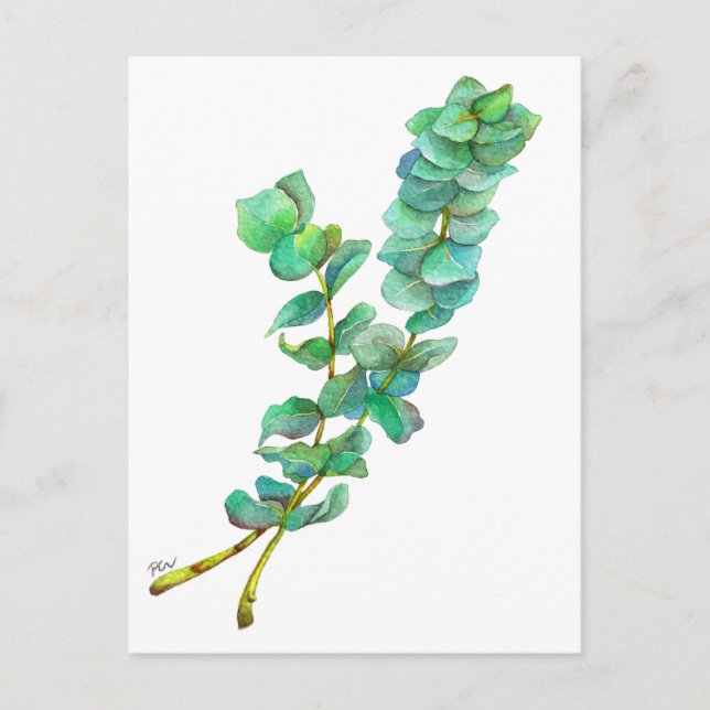 Eucalyptus 01 vykort (Framsida)