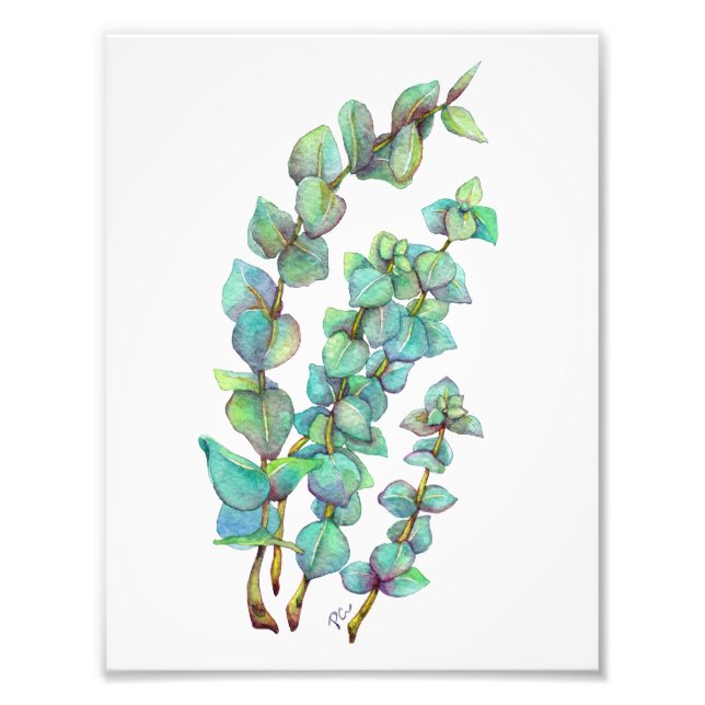 Eucalyptus 02 fototryck (Framsidan)