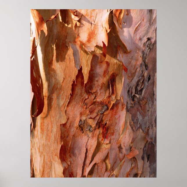 Eucalyptus Bark Poster (Framsidan)