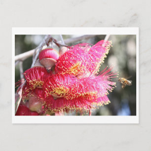 Eucalyptus caesia med honungsbin vykort