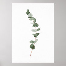 Eucalyptus Gren