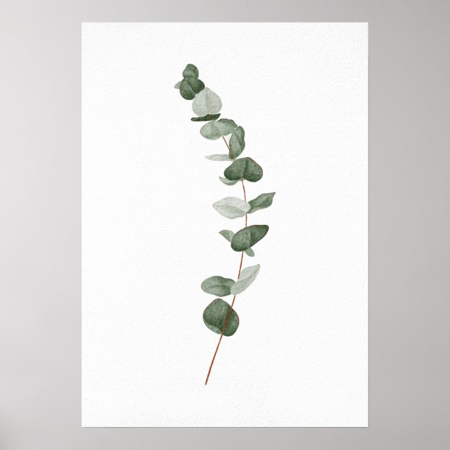 Eucalyptus Gren Poster (Framsidan)