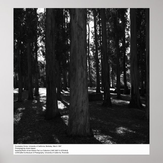 Eucalyptus Grove, UC Berkeley, 1967 Poster (Framsidan)