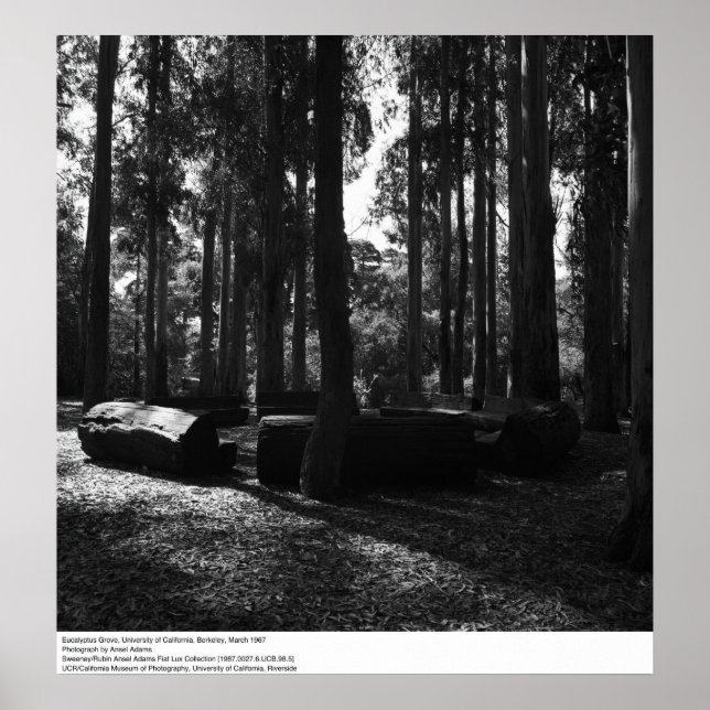 Eucalyptus Grove, UC Berkeley, 1967 Poster (Framsidan)