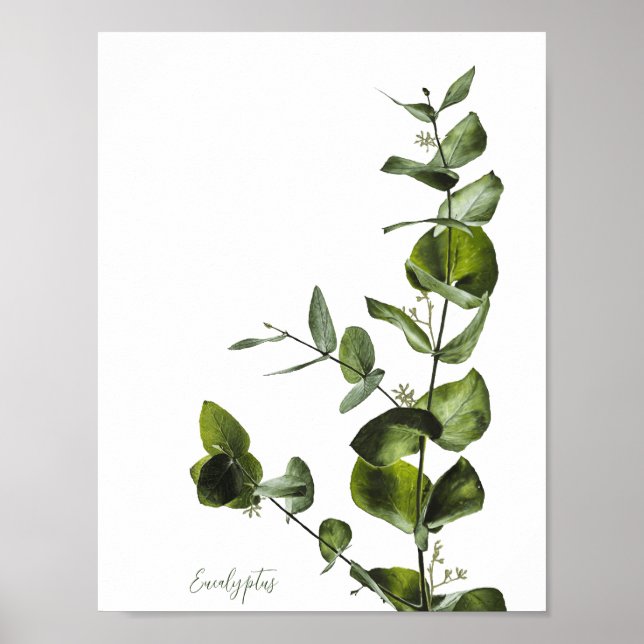 Eucalyptus Poster (Framsidan)