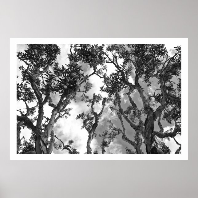 Eucalyptus Treetops Poster (Framsidan)