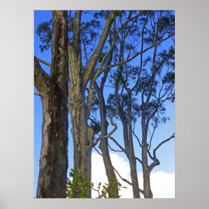 Eucalyptusträd Poster