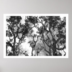 EucalyptusTreetops Poster