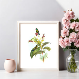 Eucephala caerulea (blåkantad safir) poster