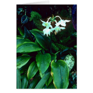 Eucharis blommar den Grandiflora (amasonen) rosan Hälsningskort