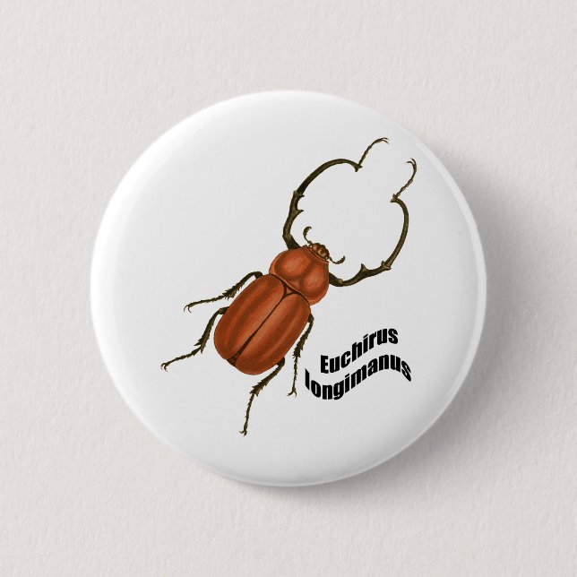 Euchirus longimanis knapp (Framsida)