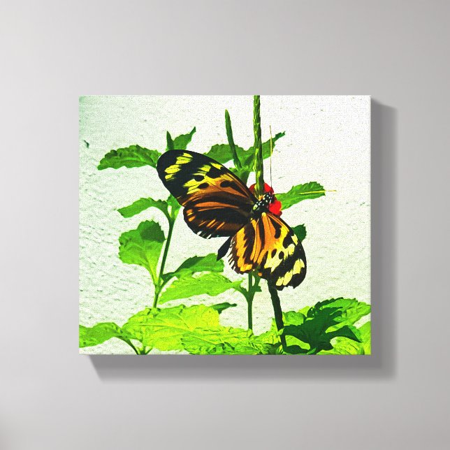 Eueides Isabella Canvastryck (Framsida)