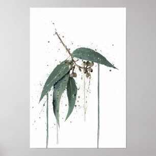 Eukalyptus (australiensisk) poster