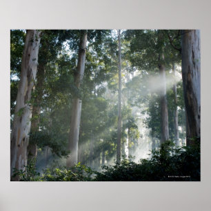 Eukalyptusträd (Eucalyptus) i regnskogen Tokai Poster