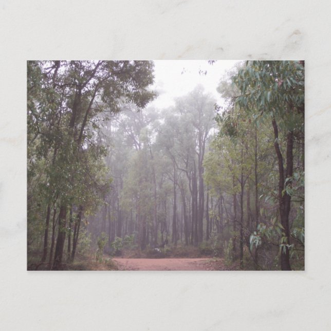 Eukalyptusträd Vykort (Framsida)