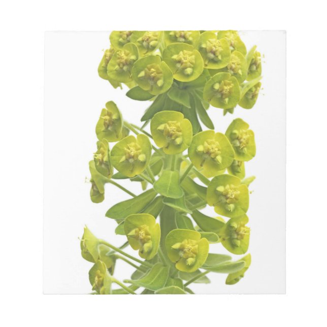 Euphorbia Anteckningsblock (Framsida)