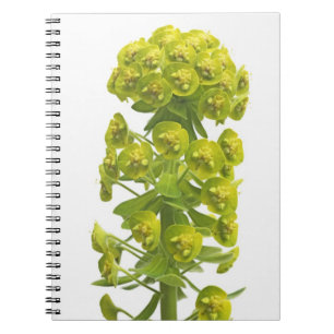 Euphorbia Anteckningsbok