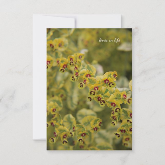 Euphorbia Anteckningskort (Framsida)