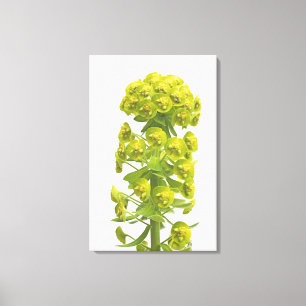 Euphorbia Canvastryck