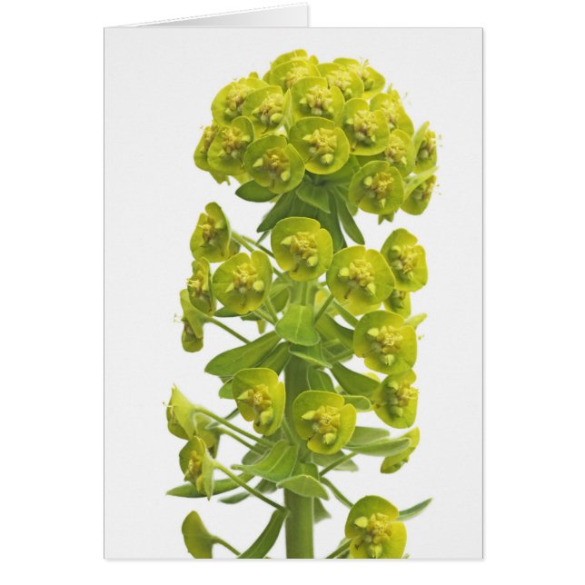 Euphorbia Hälsningskort (Framsidan)