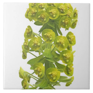 Euphorbia Kakelplatta