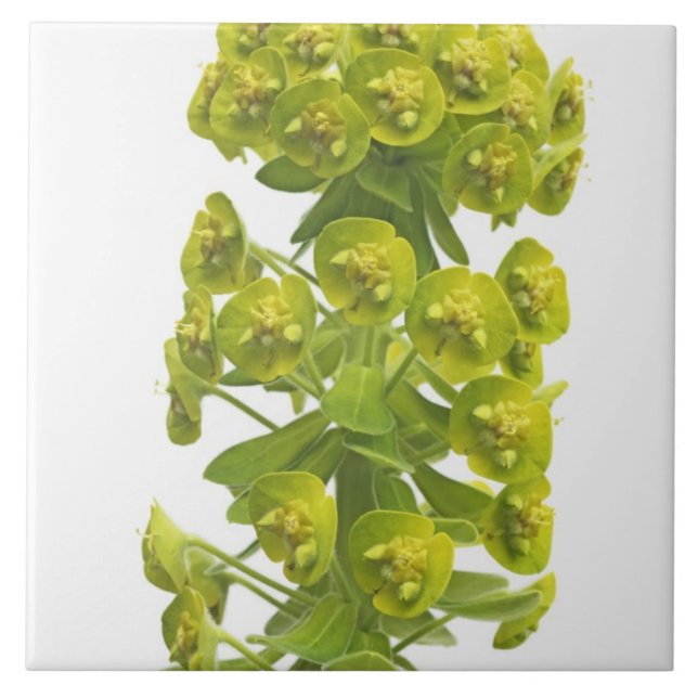 Euphorbia Kakelplatta (Framsidan)