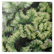 Euphorbia