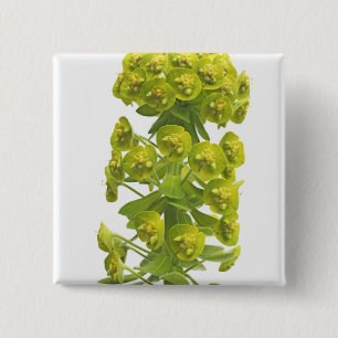Euphorbia Knapp