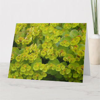 Euphorbia Kort