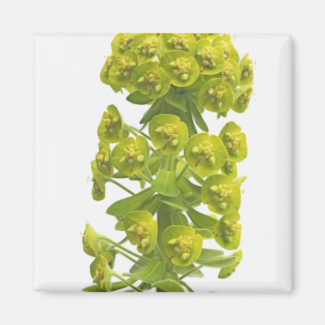 Euphorbia Magnet (Framsidan)