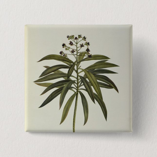 Euphorbia Mellifera Knapp (Framsida)