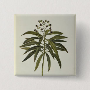 Euphorbia Mellifera Knapp