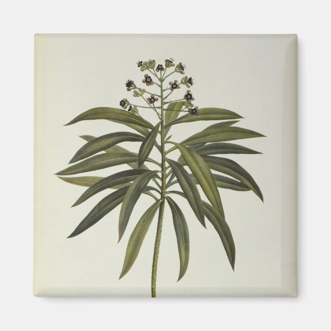 Euphorbia Mellifera Magnet (Framsidan)