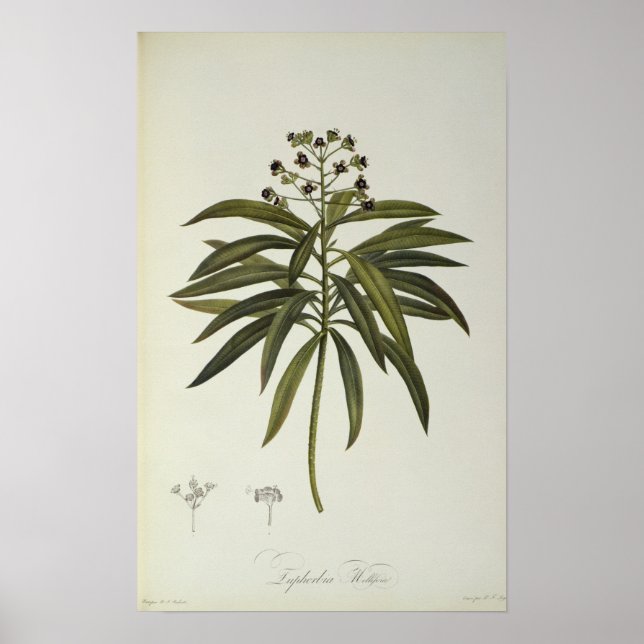 Euphorbia Mellifera Poster (Framsidan)
